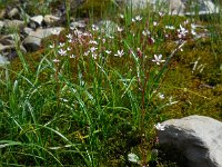 Saxifraga stellaris 22, Saxifraga-Ed Stikvoort