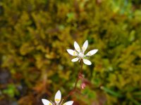 Saxifraga stellaris 23, Saxifraga-Ed Stikvoort