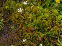 Saxifraga stellaris 24, Saxifraga-Ed Stikvoort