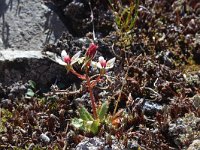 Saxifraga stellaris 25, Saxifraga-Jeroen Willemsen