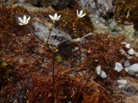 Saxifraga stellaris 26, Saxifraga-Ed Stikvoort