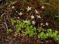 Saxifraga stellaris 27, Saxifraga-Ed Stikvoort