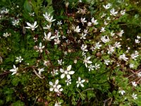 Saxifraga stellaris 28, Saxifraga-Ed Stikvoort