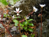 Saxifraga stellaris 29, Saxifraga-Rutger Barendse