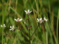 Saxifraga stellaris 3, Saxifraga-Dirk Hilbers