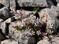 Saxifraga stellaris 30, Saxifraga-Harry Jans