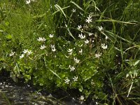 Saxifraga stellaris 4, Saxifraga-Willem van Kruijsbergen