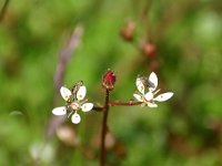 Saxifraga stellaris 5, Saxifraga-Dirk Hilbers