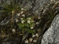 Saxifraga stellaris 6, Saxifraga-Jan van der Straaten