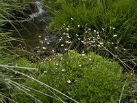 Saxifraga stellaris 7, Saxifraga-Willem van Kruijsbergen