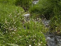 Saxifraga stellaris 8, Saxifraga-Willem van Kruijsbergen