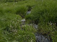 Saxifraga stellaris 9, Saxifraga-Willem van Kruijsbergen