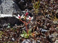 Saxifraga stellaris 21, Saxifraga-Jeroen Willemsen