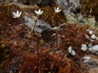 Saxifraga stellaris 22, Saxifraga-Ed Stikvoort