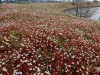 Saxifraga tridactylites 44, Kandelaartje, Saxifraga-Ed Stikvoort