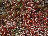 Saxifraga tridactylites 45, Kandelaartje, Saxifraga-Ed Stikvoort