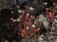 Saxifraga tridactylites 48, Kandelaartje, Saxifraga-Willem van Kruijsbergen