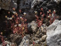 Saxifraga tridactylites 49, Kandelaartje, Saxifraga-Willem van Kruijsbergen