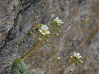 Saxifraga valdensis 4, Saxifraga-Harry Jans