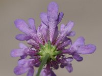 Scabiosa atropurpurea 7, Saxifraga-Sonja Bouwman  Z3. Zwartpurperen scabiosa, Mourning bride - Scabiosa atropurpurea - Caprifoliaceae familie