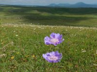 Scabiosa caucasica 11, Kaukasische scabiosa, Saxifraga-Ed Stikvoort