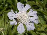 Scabiosa caucasica 12, Saxifraga-Jan van der Straaten