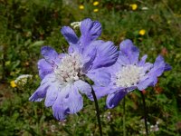 Scabiosa caucasica 2, Kaukasische scabiosa, Saxifraga-Ed Stikvoort