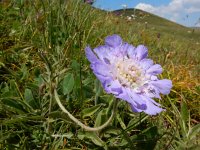 Scabiosa caucasica 5, Kaukasische scabiosa, Saxifraga-Ed Stikvoort