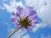 Scabiosa caucasica 6, Kaukasische scabiosa, Saxifraga-Ed Stikvoort