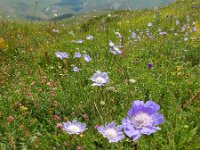 Scabiosa caucasica 7, Kaukasische scabiosa, Saxifraga-Ed Stikvoort