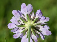 Scabiosa columbaria 24, Duifkruid, Saxifraga-Sonja Bouwman  594. Duifkruid - Scabiosa columbaria - Caprifoliaceae familie (i)