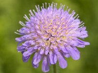 Small Scabious (Scabiosa columbaria), closeup of flower  Small Scabious (Scabiosa columbaria), closeup of flower : flower, flora, floral, nature, natural, growth, spring, springtime, beauty in nature, summer, summertime, petal, petals, outside, outdoor, nobody, no people, single flower, small scabious, scabious, Scabiosa columbaria, Scabiosa, violet, wildflower, pistil, pistils, flower head, stamen, stamens, in flower, flowering, in bloom, closeup, macro, plant, vascular plant