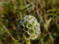 Scabiosa columbaria 10, Duifkruid, Saxifraga-Ed Stikvoort