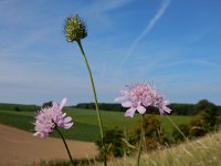 Scabiosa columbaria 11, Duifkruid, Saxifraga-Ed Stikvoort