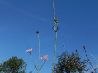 Scabiosa columbaria 12, Duifkruid, Saxifraga-Ed Stikvoort