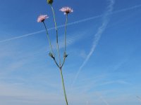 Scabiosa columbaria 13, Duifkruid, Saxifraga-Ed Stikvoort