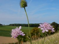 Scabiosa columbaria 14, Duifkruid, Saxifraga-Ed Stikvoort