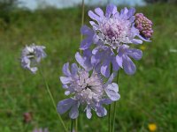 Scabiosa columbaria 15, Duifkruid, Saxifraga-Ed Stikvoort