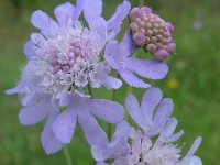 Scabiosa columbaria 16, Duifkruid, Saxifraga-Ed Stikvoort