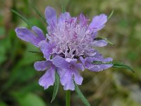 Scabiosa columbaria 17, Duifkruid, Saxifraga-Ed Stikvoort : viroin2011