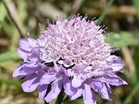 Scabiosa columbaria 20, Duifkruid, Saxifraga-Sonja Bouwman  Duifkruid - Scabiosa columbaria - Caprifoliaceae familie; Vale da Telha (Pt)