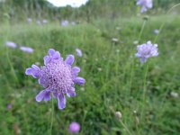 Scabiosa columbaria 3, Duifkruid, Saxifraga-Mark Zekhuis