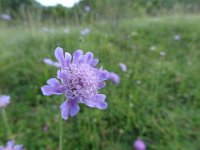 Scabiosa columbaria 4, Duifkruid, Saxifraga-Mark Zekhuis