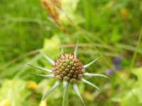 Scabiosa columbaria 5, Duifkruid, Saxifraga-Rutger Barendse