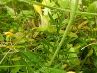 Scabiosa columbaria 6, Duifkruid, Saxifraga-Rutger Barendse