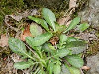 Scabiosa columbaria 7, Duifkruid, Saxifraga-Rutger Barendse