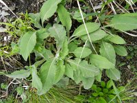 Scabiosa columbaria 8, Duifkruid, Saxifraga-Rutger Barendse