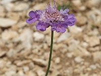 Scabiosa columbaria ssp columbaria 1, Duifkruid, Saxifraga-Marijke Verhagen