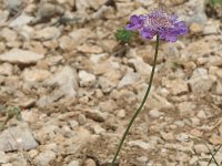 Scabiosa columbaria ssp columbaria 2, Duifkruid, Saxifraga-Marijke Verhagen