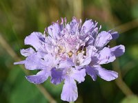 Scabiosa triandra 10, Saxifraga-Sonja Bouwman  991. Southern scabious - Scabiosa triandra - Caprifoliaceae familie (zw)